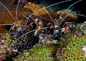 A pair Banded cleaner shrimp, Bonaire. by Patrick Smith 